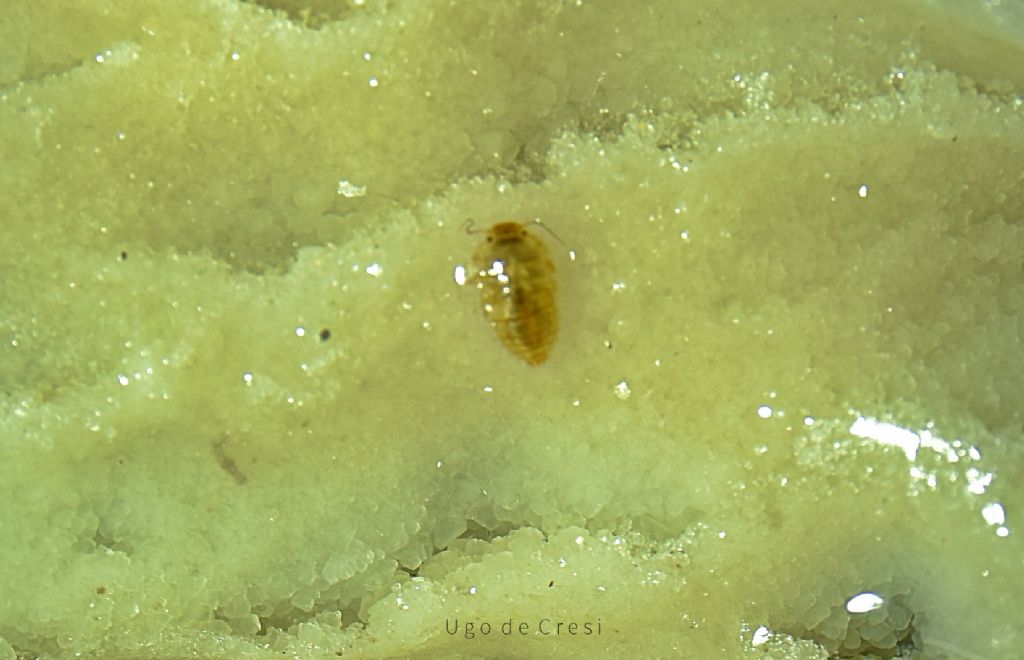 piccoletto da determinare: Larva di Scirtidae